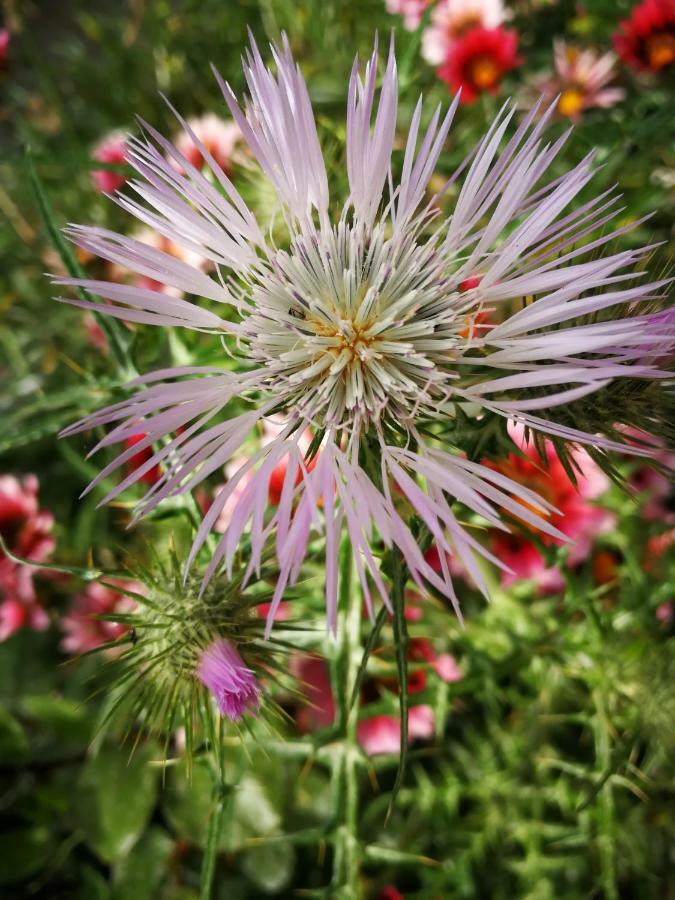 Il Giardino All'Angolo 빌라시드로 외부 사진